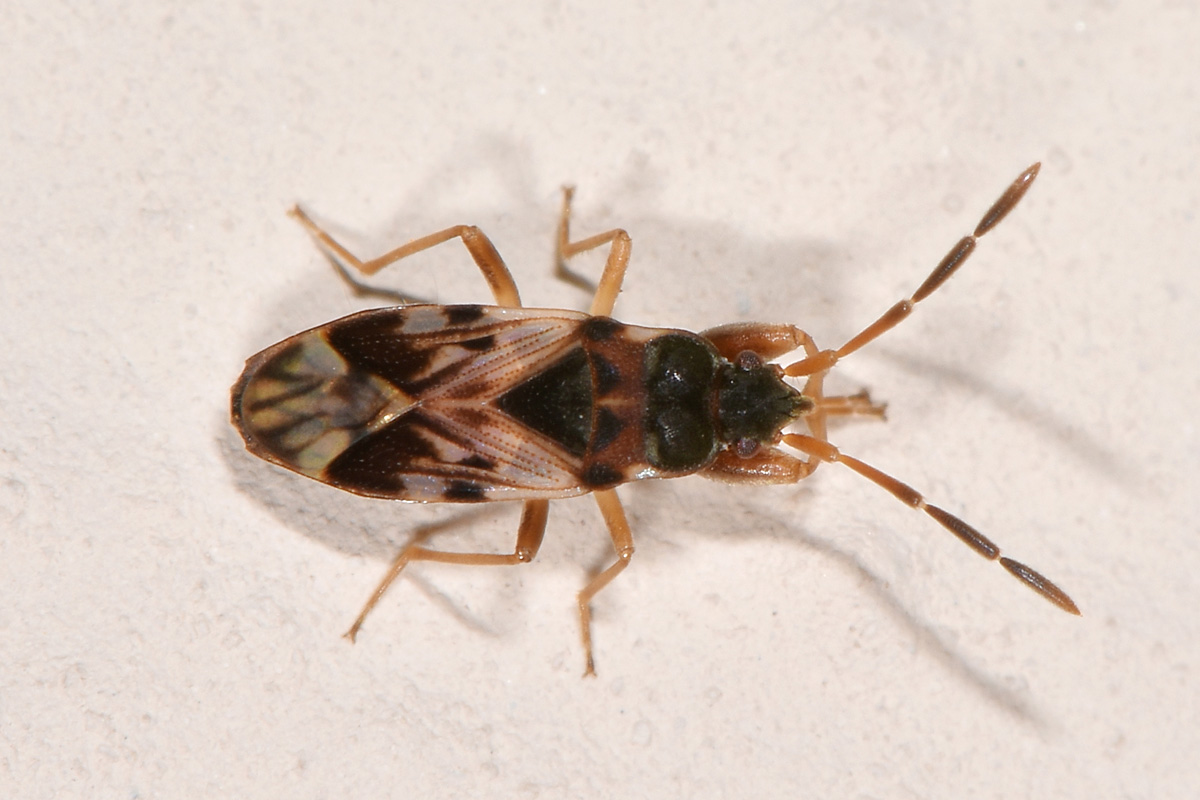 Scolopostethus sp?